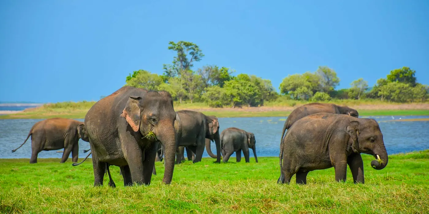 Wilpattu